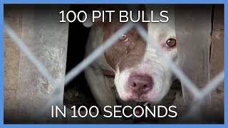 What'S The Kindest Thing We Can Do For Pit Bulls?