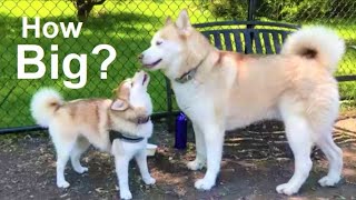 How Big Do Pomskies Get? (Pomsky Weight And Size From Pomsky Puppy To Full-Grown  Pomsky) - Youtube