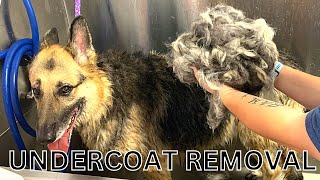 The Best Undercoat Removal Ever - Youtube