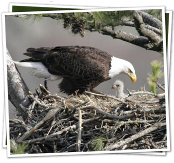 Resident Eagles - Delaware Highlands Conservancy