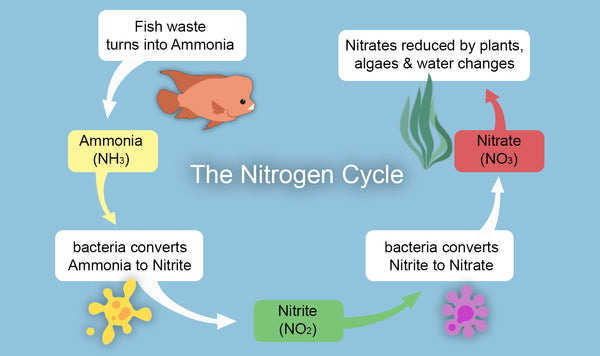 How To Cycle A Fish Tank: The Beginner'S Guide | Aquacadabra