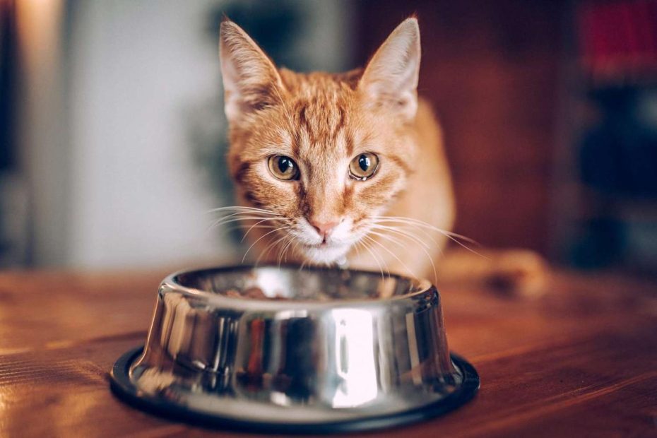 How Much Should I Really Feed My Cat?