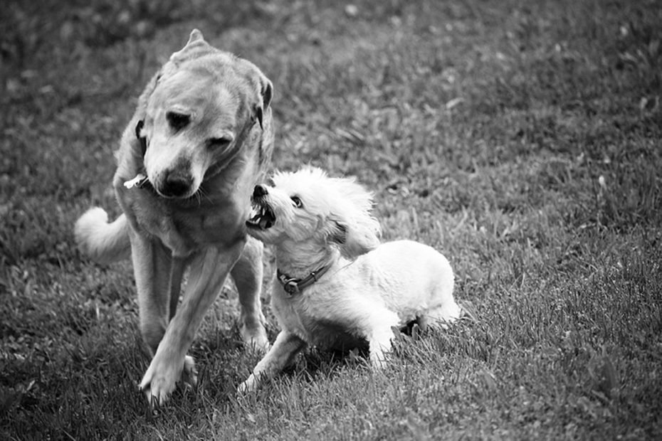 Male Neutering: Maybe You Shouldnt - Tuftsyourdog