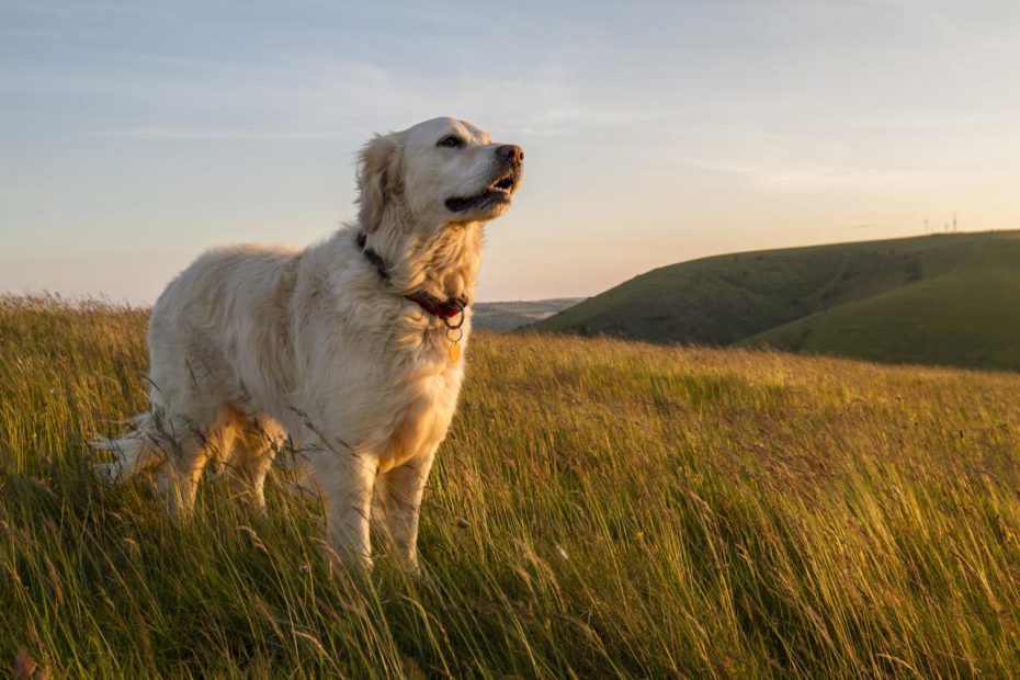 Are Pet Ashes Meant To Be Kept Or Buried? All Questions Answered — Rainbow  To Heaven