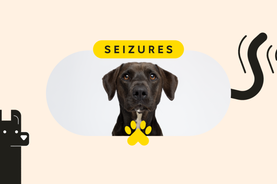 Epilepsy In Dogs: Financial Relief For Pet Prescriptions - Goodrx