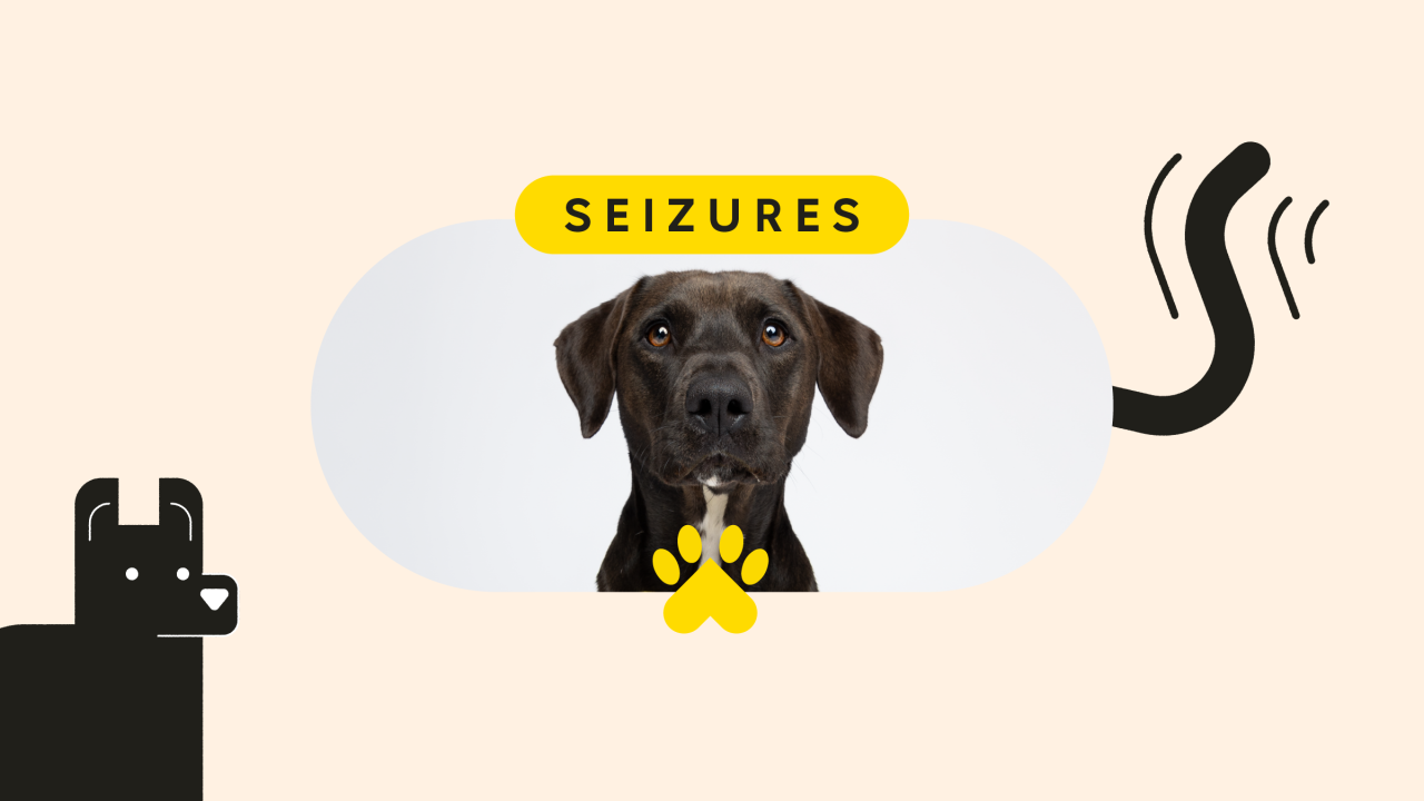Epilepsy in Dogs: Financial Relief for Pet Prescriptions - GoodRx Epilepsy In Dogs: Financial Relief For Pet Prescriptions - Goodrx