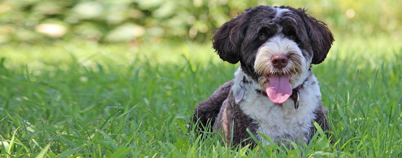 Portuguese Water Dog | Dog Breed Facts And Information - Wag! Dog Walking