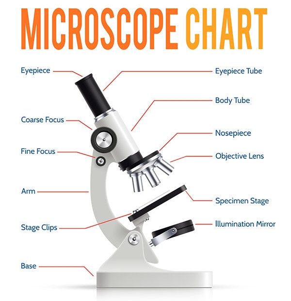 3 Helpful Tips For Teaching Kids How To Use A Microscope – Amscope