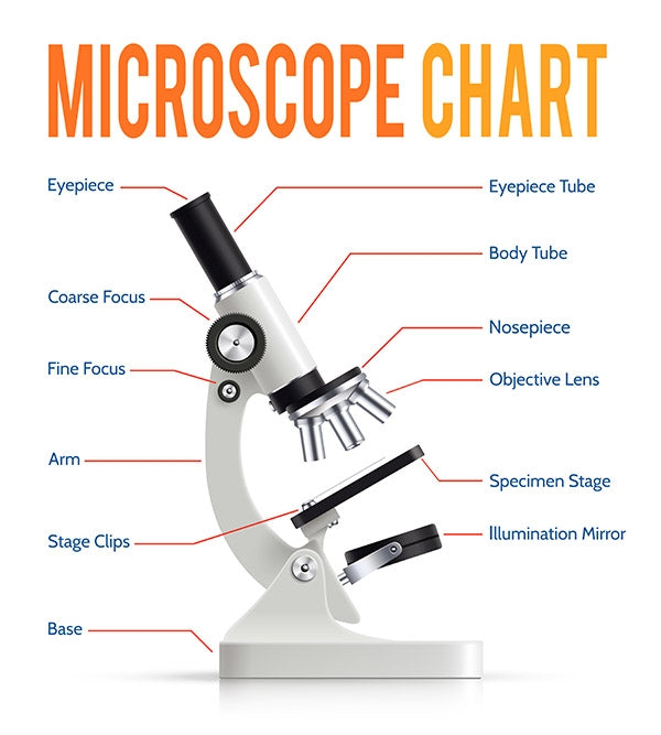 3 Helpful Tips For Teaching Kids How To Use A Microscope – Amscope