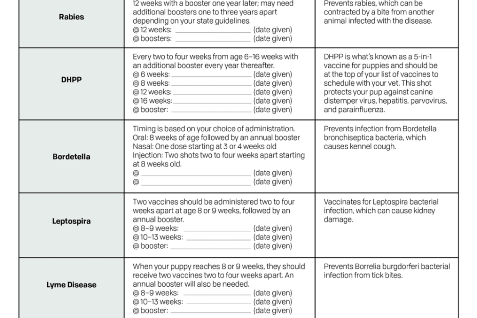First-Year Puppy Vaccination Schedule Chart To Follow