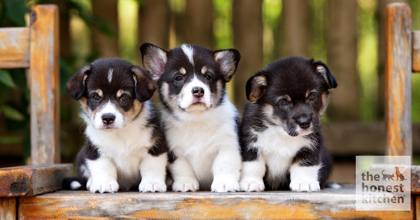 What Age Can Puppies Leave Their Mother For New Homes? – The Honest Kitchen