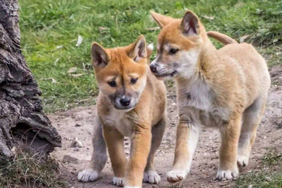 Cosmos Magazine: What Exactly Is A Dingo If It'S Not A Dog? | The Canberra  Times | Canberra, Act