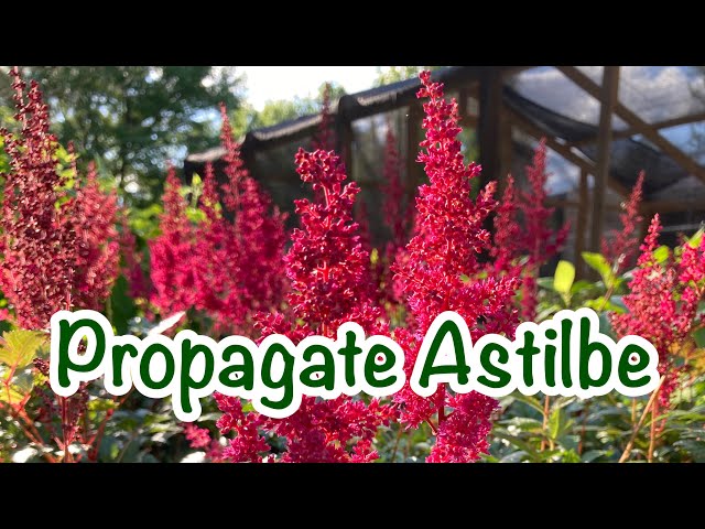 How To Propagate Astilbe - A Highly Underrated Shade Plant!! - Youtube