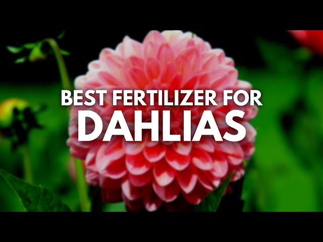 Best Fertilizer For Dahlias | How To Bloom Your Dahlias - Youtube