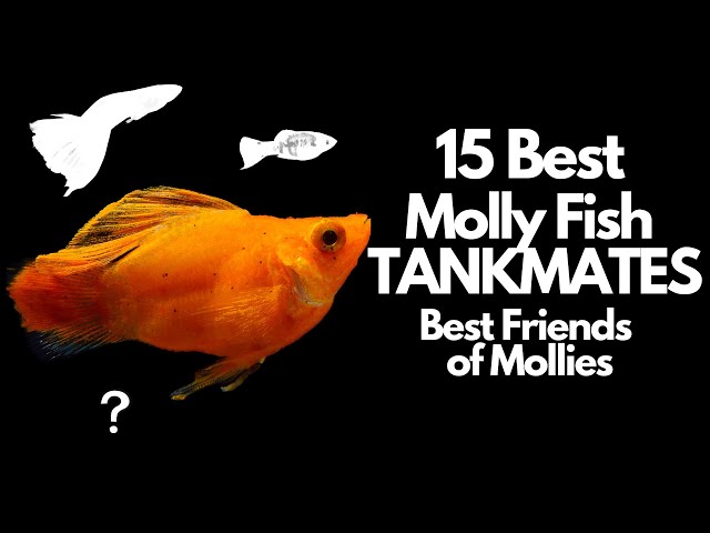 The 15 Best Molly Fish Tankmates 🐟 - Youtube