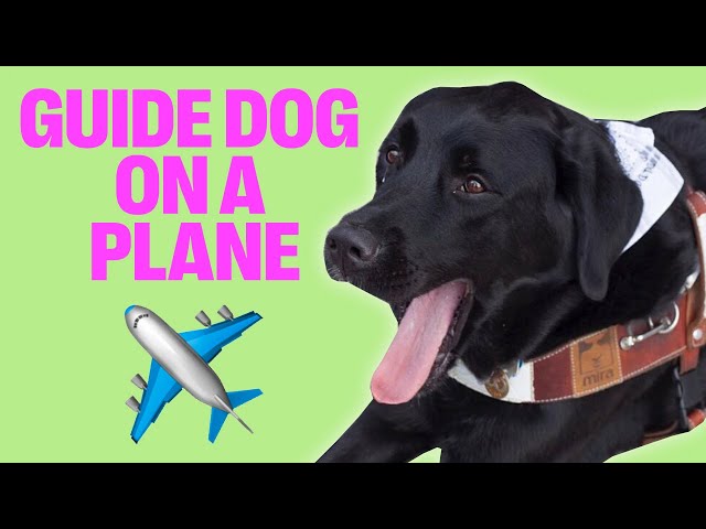 BRINGING A BIG GUIDE DOG ON AN AIRPLANE! - YouTube Bringing A Big Guide Dog On An Airplane! - Youtube