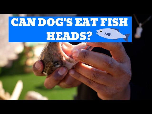 Can Dogs Eat Fish Heads?!?! - Youtube