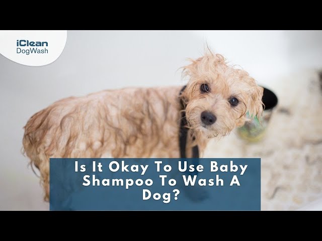 Is It Okay To Use Baby Shampoo To Wash A Dog? | Iclean Dog Wash
