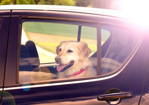 How Long It Takes Dogs To Die In Hot Cars | Metro News