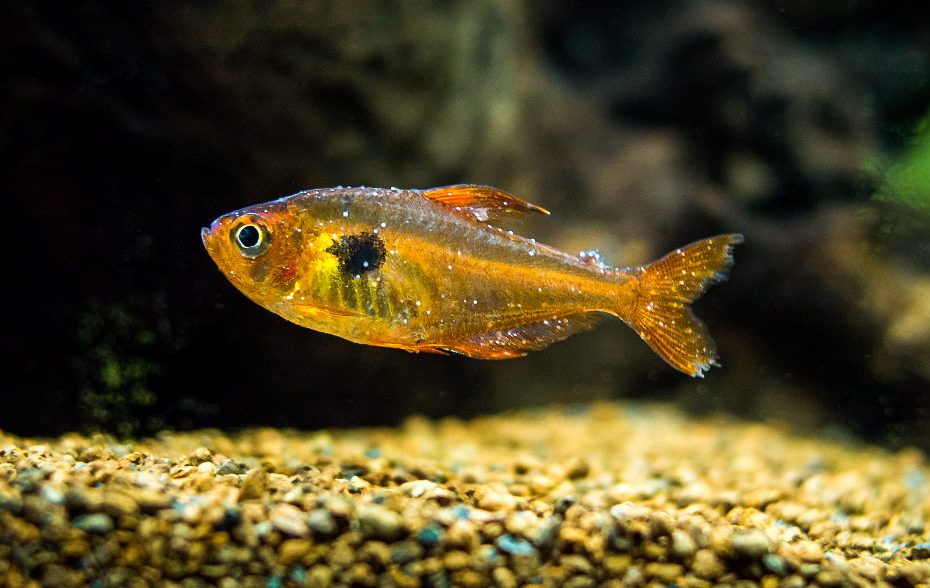 How To Treat Sick Aquarium Fish (Even If You'Re Not Sure What'S Wrong) –  Aquarium Co-Op