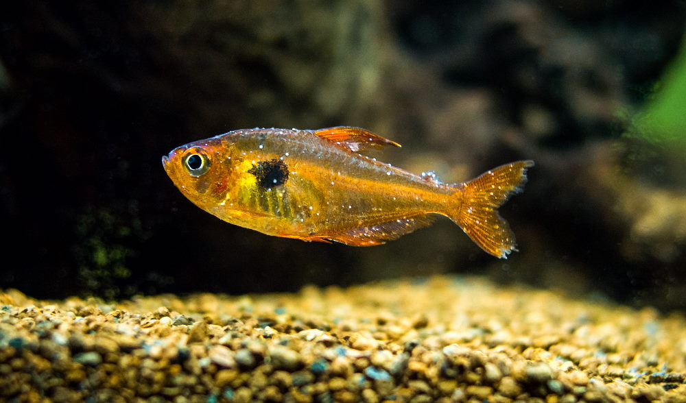 How to Treat Sick Aquarium Fish (Even If You're Not Sure What's Wrong) – Aquarium Co-Op How To Treat Sick Aquarium Fish (Even If You'Re Not Sure What'S Wrong) – Aquarium Co-Op