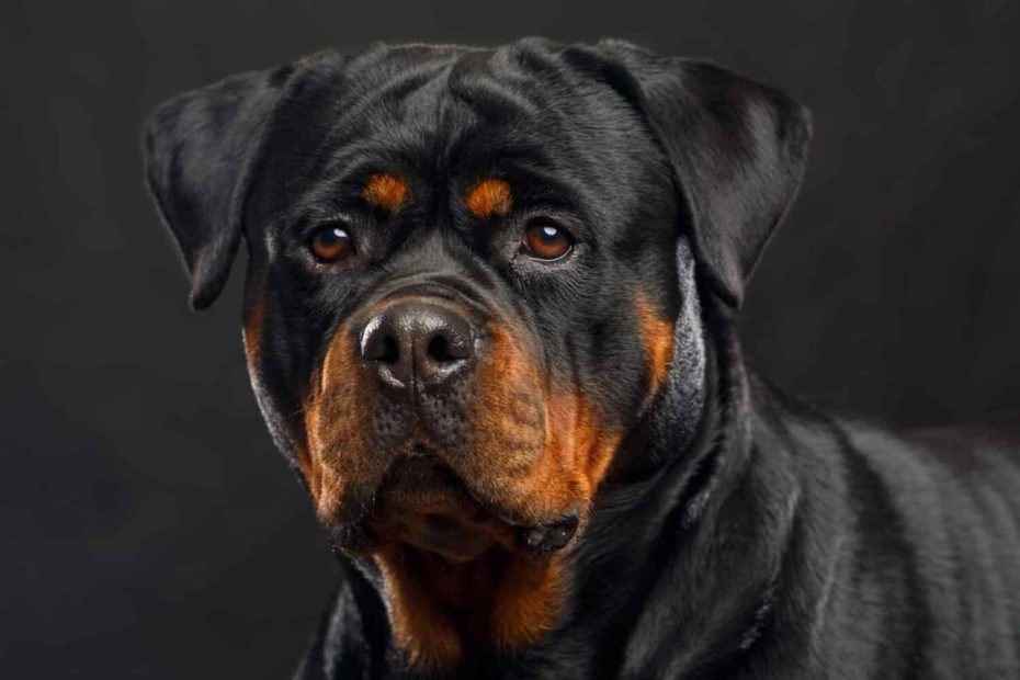 Rottweiler Prices In 2023: Purchase Cost, Vet Bills, And More! - Az Animals