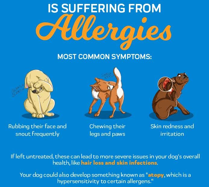 Zyrtec For Dogs - Should You Give Your Dog Zyrtec? – Innovet Pet