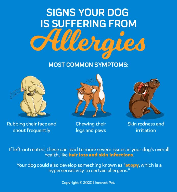 Zyrtec for Dogs - Should You Give Your Dog Zyrtec? – Innovet Pet Zyrtec For Dogs - Should You Give Your Dog Zyrtec? – Innovet Pet