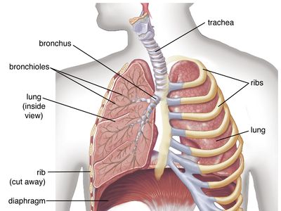 Human Respiratory System | Description, Parts, Function, & Facts |  Britannica