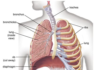 Human respiratory system | Description, Parts, Function, & Facts | Britannica Human Respiratory System | Description, Parts, Function, & Facts | Britannica