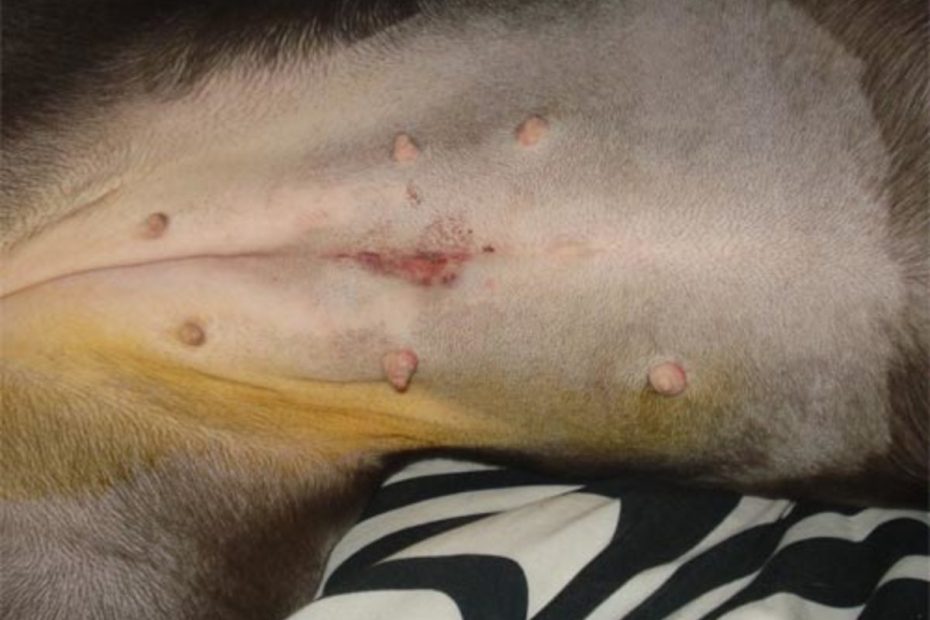 Spaying Your Female Dog: Timing, Process, And Myths - Pethelpful