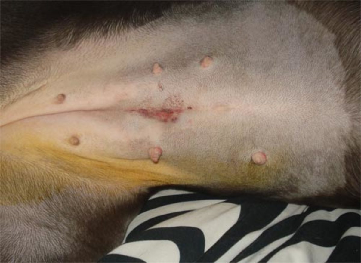 Spaying Your Female Dog: Timing, Process, and Myths - PetHelpful Spaying Your Female Dog: Timing, Process, And Myths - Pethelpful