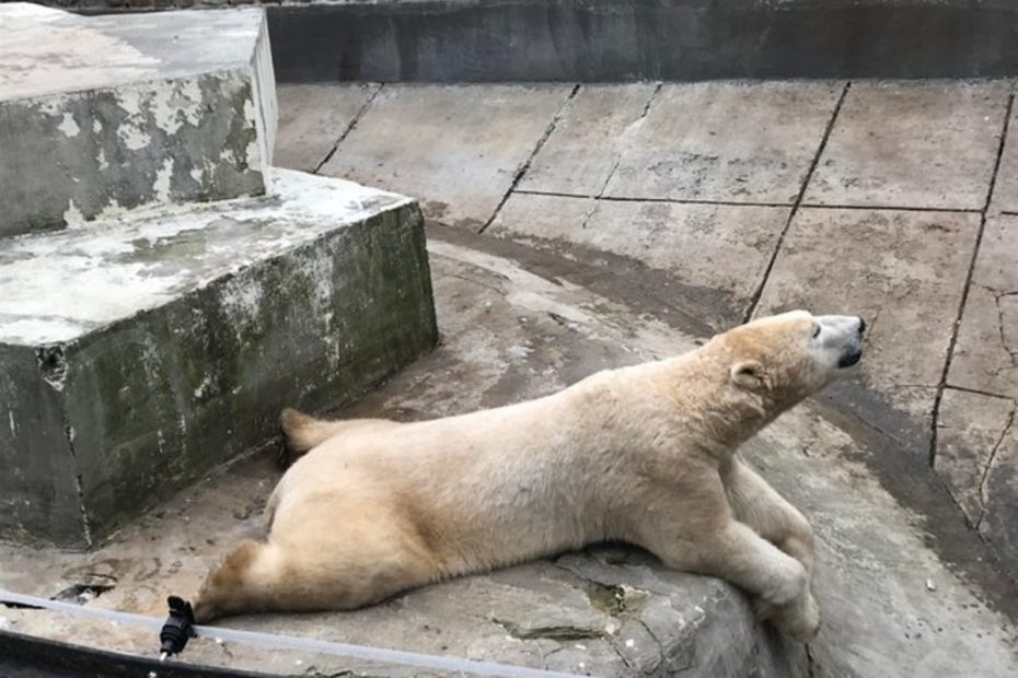 What Is A Sploot And Why Do Animals Do It? - Pethelpful