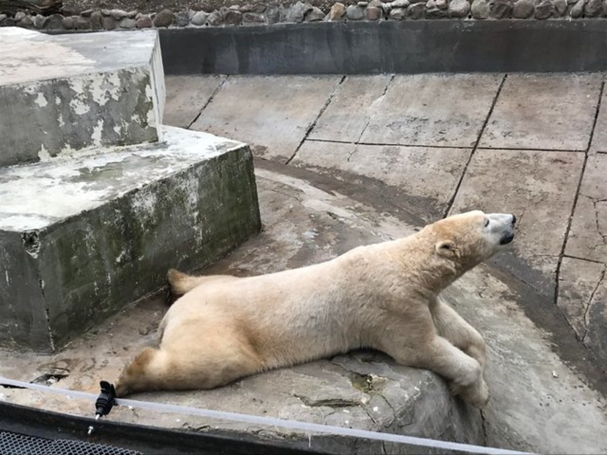 What Is a Sploot and Why Do Animals Do It? - PetHelpful What Is A Sploot And Why Do Animals Do It? - Pethelpful