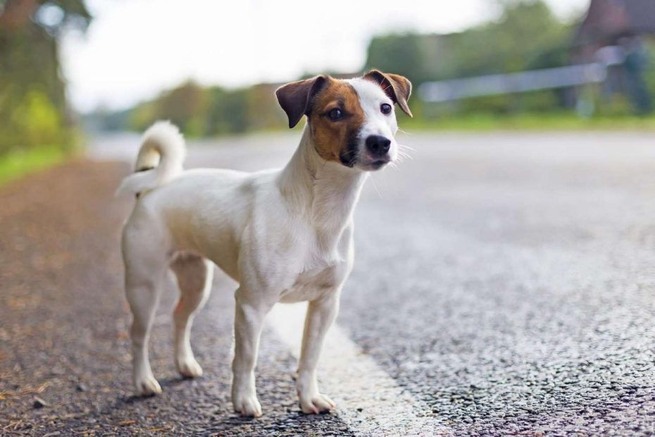 The Do'S And Don'Ts Of Catching A Lost Or Scared Dog