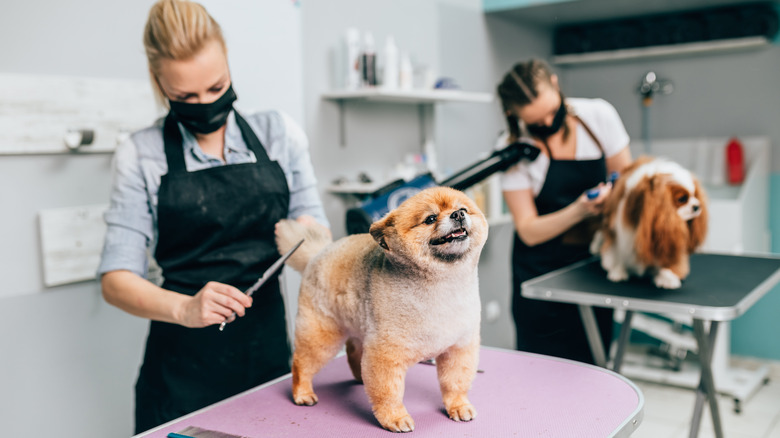 How Much Money Do Dog Groomers Make?