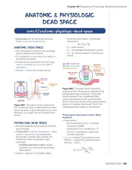 Anatomic And Physiologic Dead Space: Video & Anatomy | Osmosis