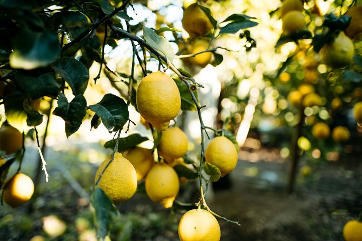Is It Okay To Pee On A Lemon Tree? | Better Homes And Gardens