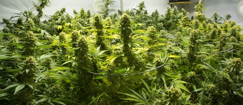 What Are Grow Tents And How Do They Work | Sylvane