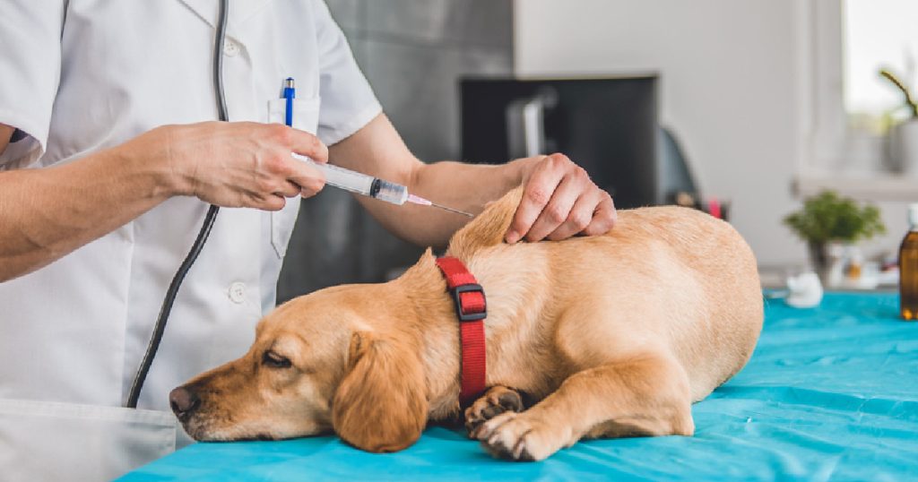 What Vaccines Do Dogs Need Legally A Comprehensive Guide