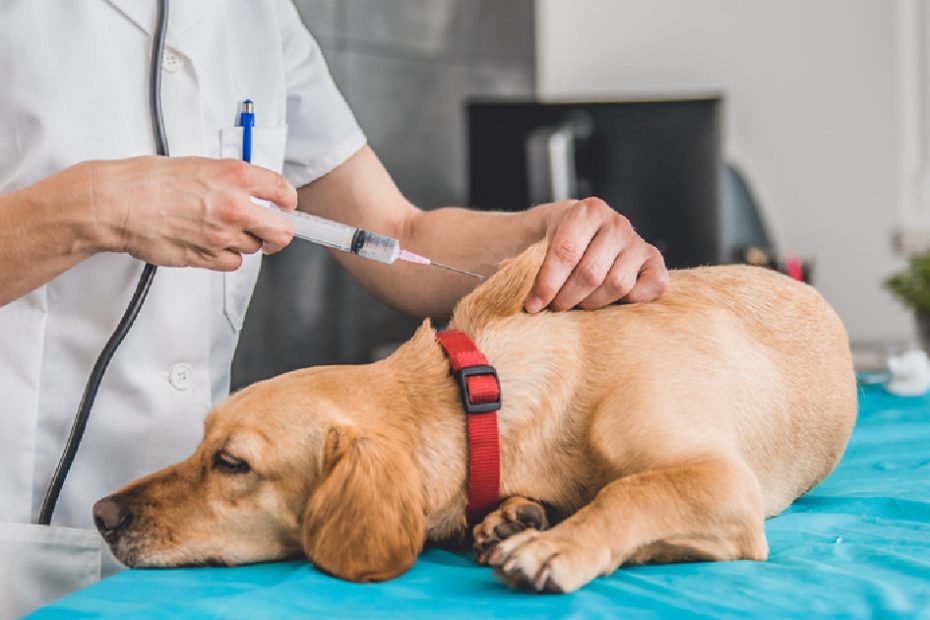 What Vaccines Does My Dog Really Need? | Meateater Hunting