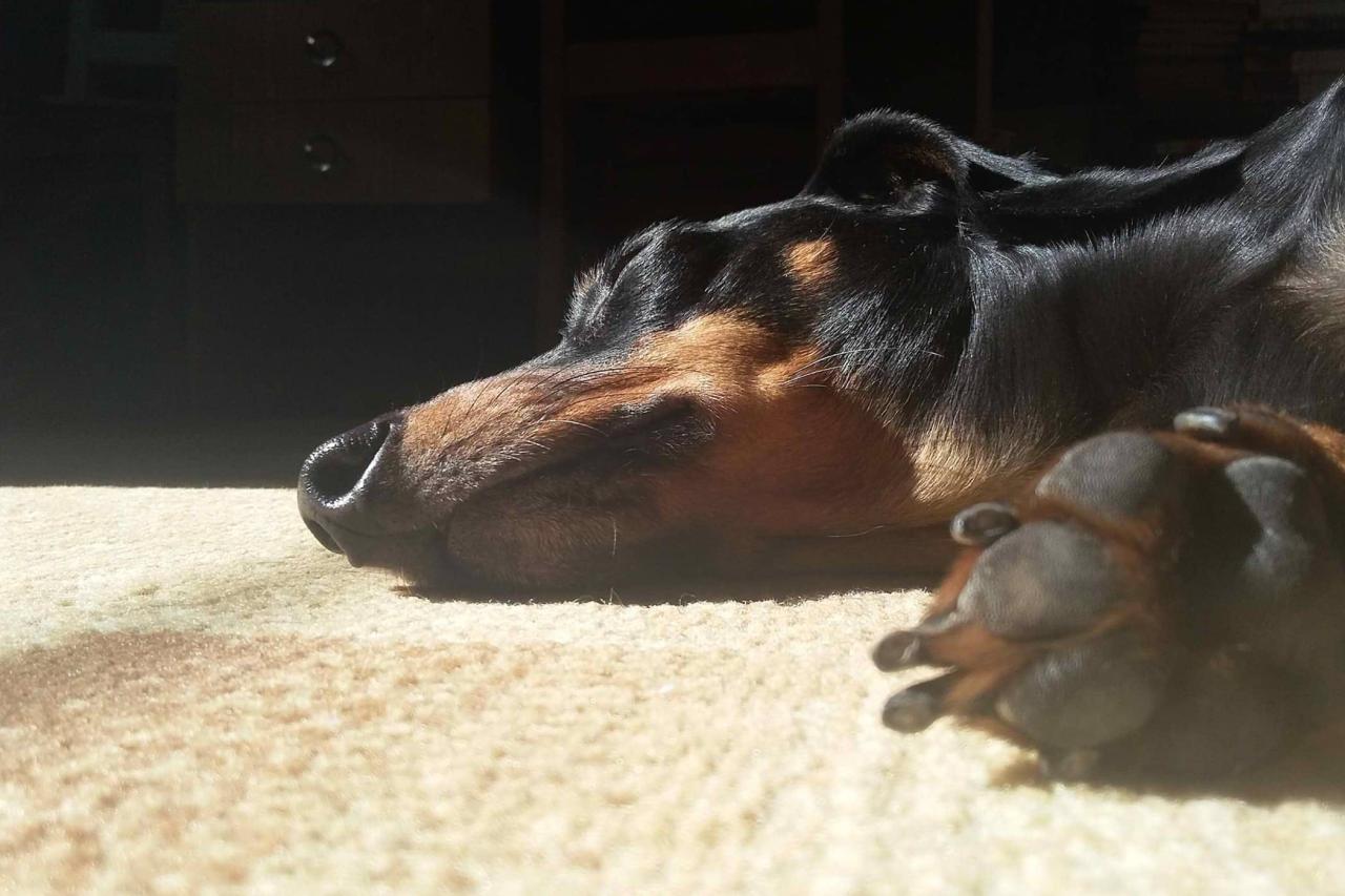Why is my dog chewing claws? Why Is My Dog Chewing Claws?