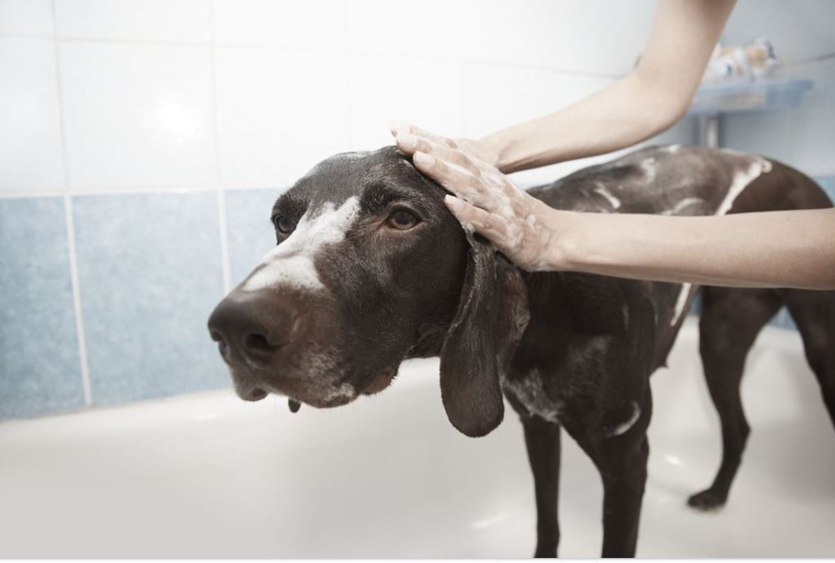 Why Is My Dog Constantly Biting and Scratching Himself? - PetHelpful Why Is My Dog Constantly Biting And Scratching Himself? - Pethelpful