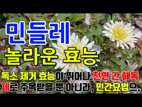 민들레의 놀라운 효능 9가지 & 부작용 / 독소 제거에 효능이 뛰어나 천연 간 해독제로 주목받을 뿐 아니라, 민간요법으로도 활용되고 있습니다.