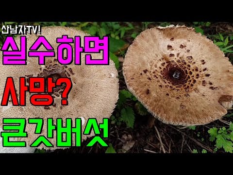 맛 좋은 식용 버섯 큰갓버섯(말똥버섯) 비슷한 독 버섯 흰 갈대버섯 (독큰갓버섯) 망토 큰갓버섯 조심하세요~항암 자연 산남자 산행 ! macrolepiota procera