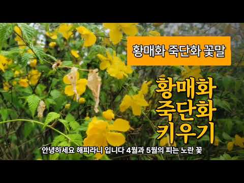 4월~5월에 피는 노란꽃 황매화 죽단화 꽃말과 차이점 알아보아요