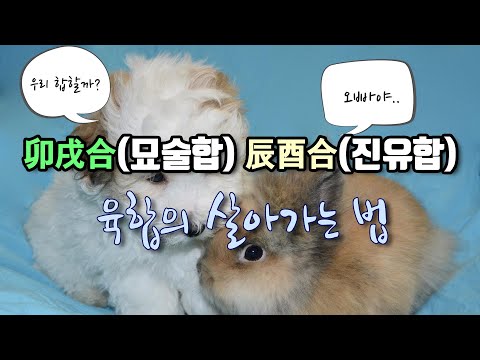 사주팔자 묘술합, 진유합 그리고 육합을 잘 다루는 팔자