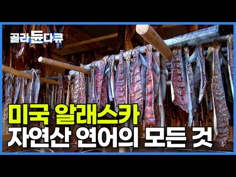 세계 최대를 자랑하는 알래스카 자연산 연어의 모든 것!┃미국 알래스카에서 겨울 월동 준비하는 법┃자연산 연어 잡이┃알래스카 연어┃인간과 바다┃#골라듄다큐