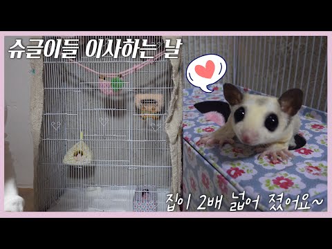 슈글이들(슈가글라이더)집 이사했어요~ 2배넓어진 집 리뷰쓰!!