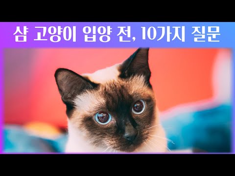 샴 고양이 입양 전 확인 해야하는 체크 포인트 10가지